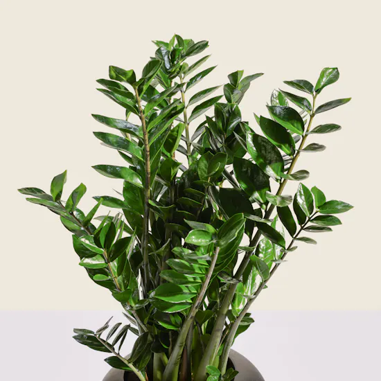 Unique Big Zamioculcas Zamiifolia Plant Pot