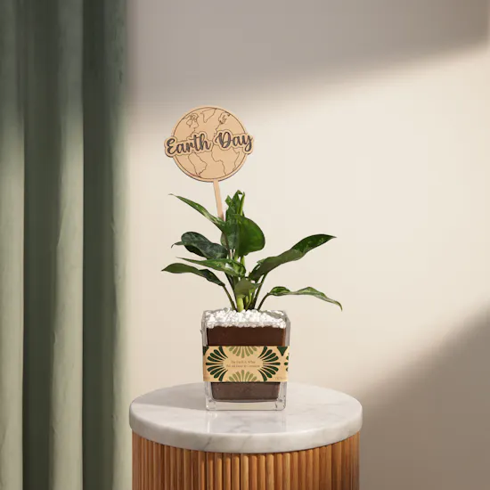 Thailandese Aglaonema Maria Earth Day Plant