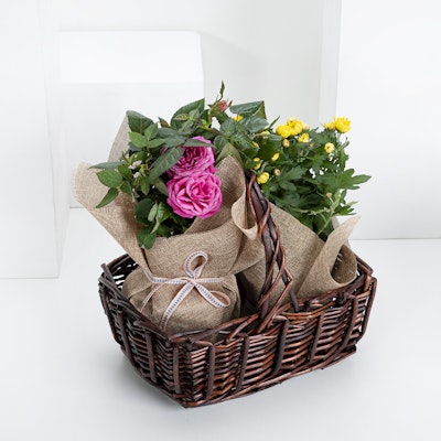 Create Your Plant Basket 
