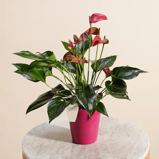 Anthurium Purple