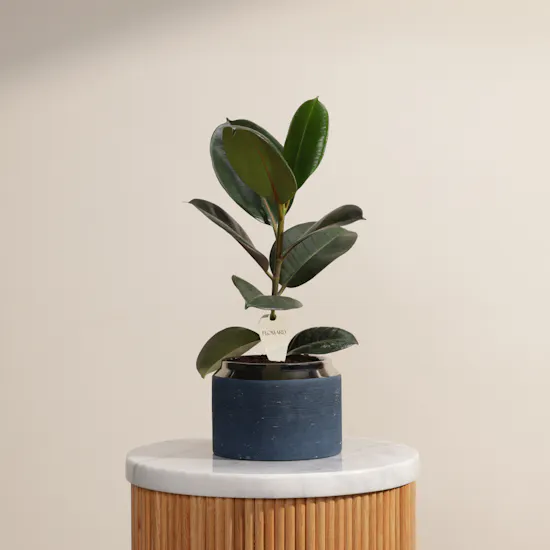 Ficus Elastica Robusta Plant