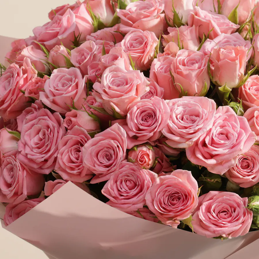 Forever Pink | Baby Roses 5