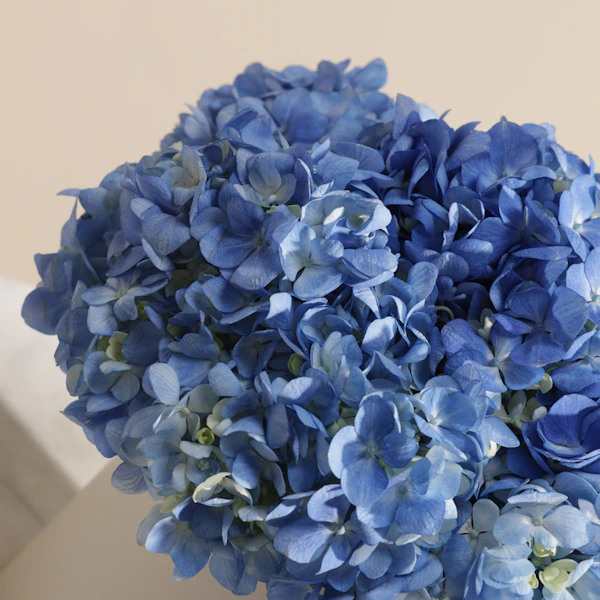 Graceful Blue Hydrangea Box | 6 Flowers