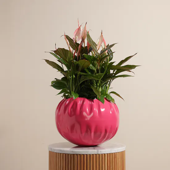 Spathiphyllum Pink