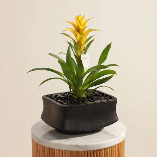Sunny Yellow Guzmania Plant