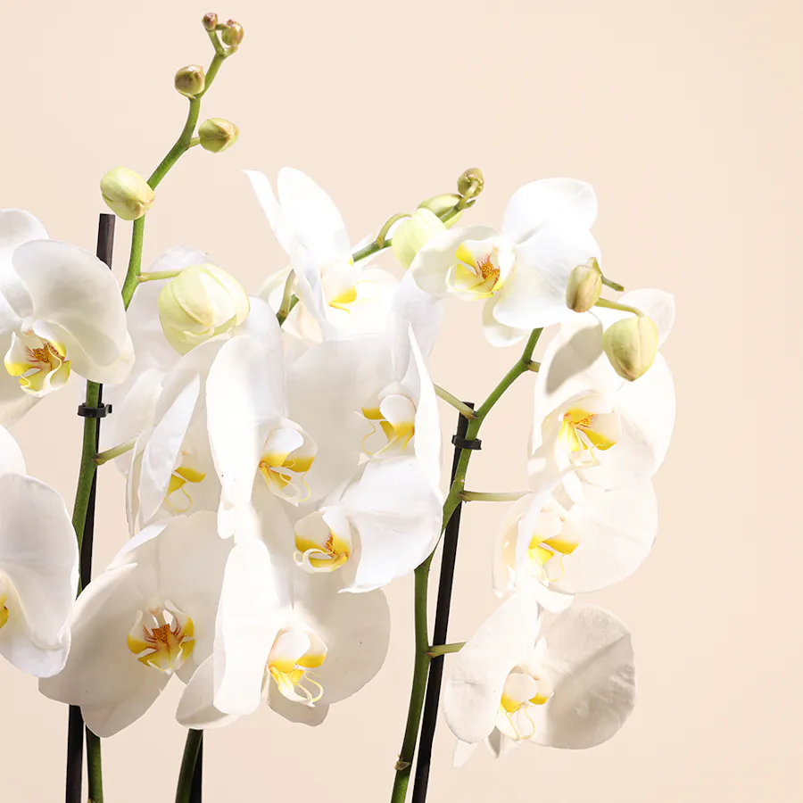 White Orchid Plant | Glass Pot 5