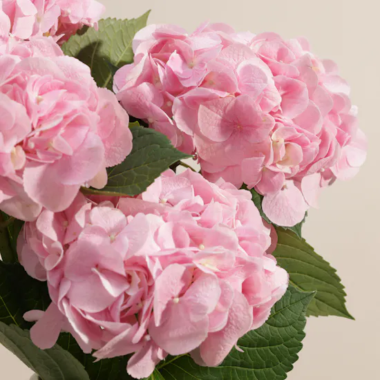 Artistic Pink Hydrangea Vase