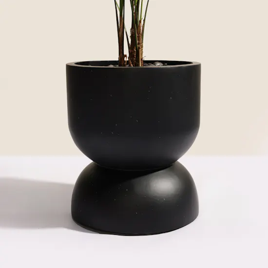 Magical Licuala Grandis Plant
