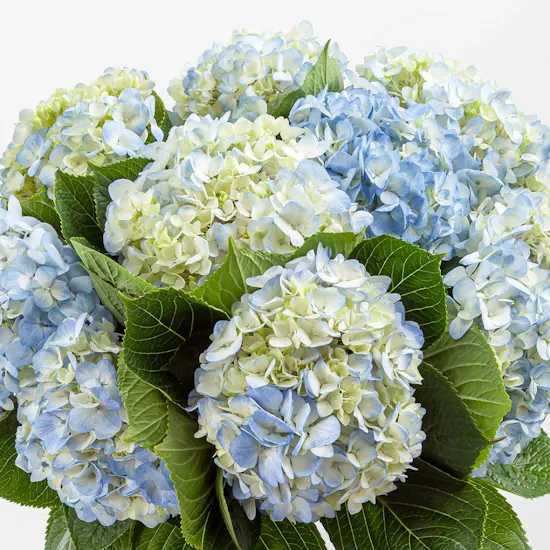 Dreaming in Blue