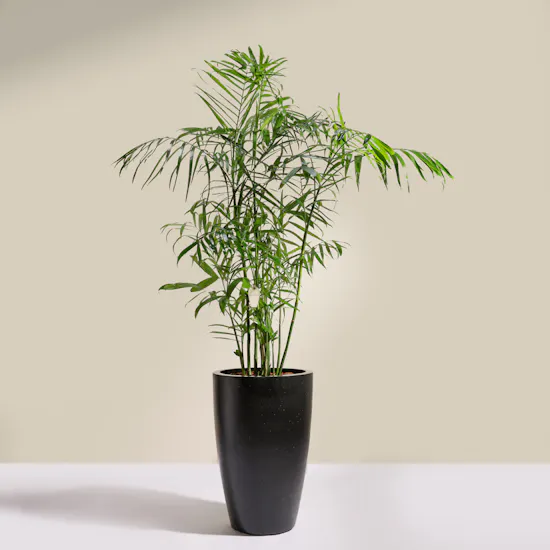 Elegant Chamaedorea Seifrizii Palm Pot