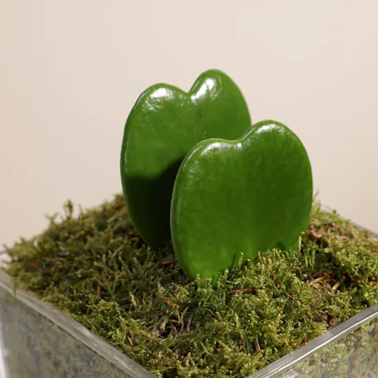 Hoya Kerrii Plant