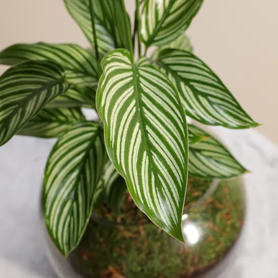 Elegant Calathea Vittata Plant