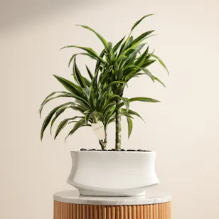 Classic Dracaena Lemon Lime Plant Classic Dracaena Lemon Lime Plant