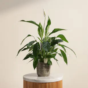 Glowing White Spathiphyllum Bingo Plant Glowing White Spathiphyllum Bingo Plant