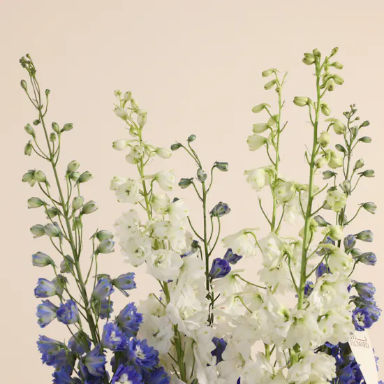 Azure Crescendo Flower Vase