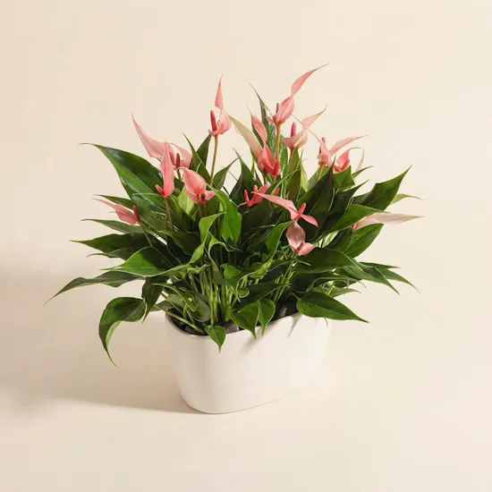 Anthurium lilli Pink
