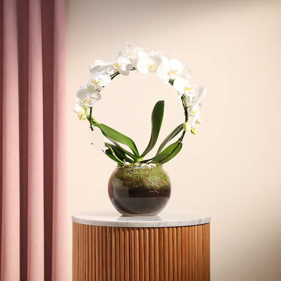 Graduation Orchid White Loop Vase