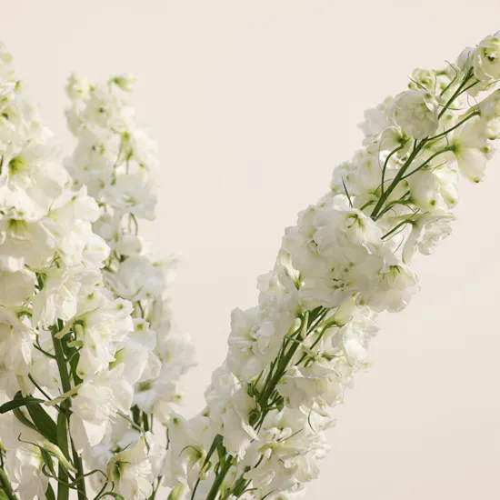 Pure Delphinium Vase