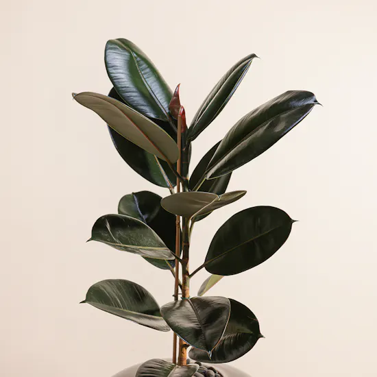Ficus Elastica | Glass Pot