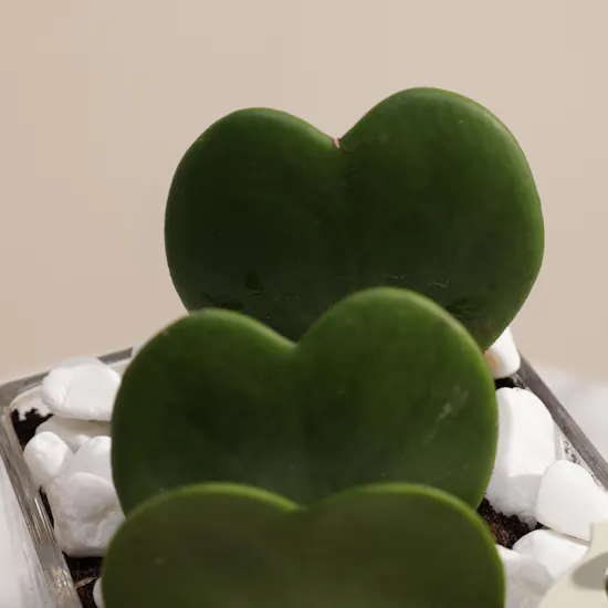 Lovely Hoya Kerrii Heart Plants