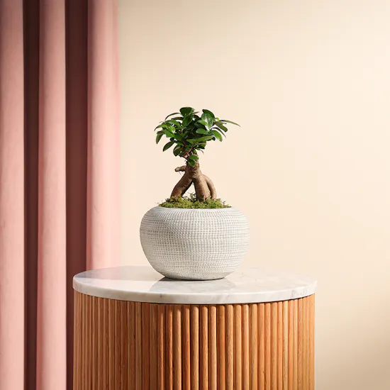 Ficus Microcarpa Ginseng