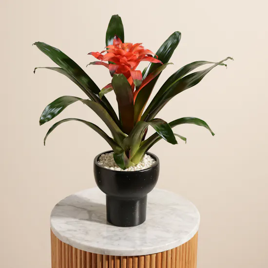 Delicate Orange Guzmania Plant