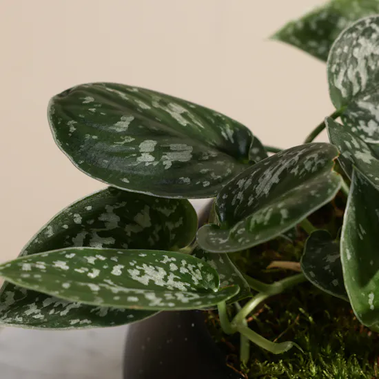 Stunning Scindapsus Plant