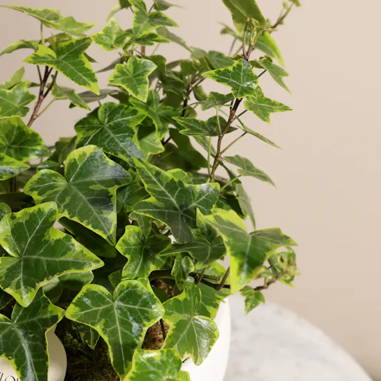 Unique Hedera Helix Plant
