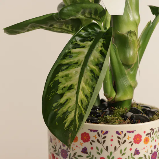 Big Green Dieffenbachia Plant