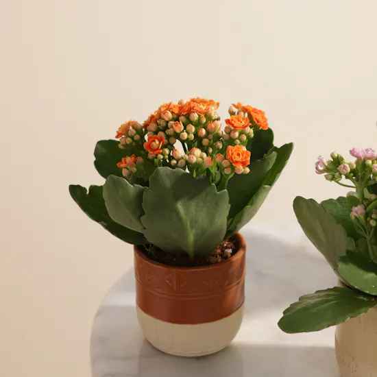 Majestic Small Kalanchoe Plants Set