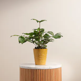 Dracaena Florida Plant