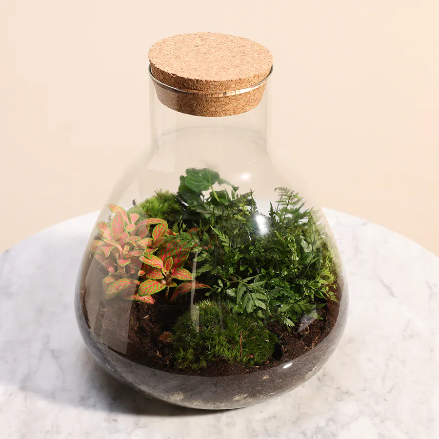 Terrarium with Mixed Indoor Plants  4