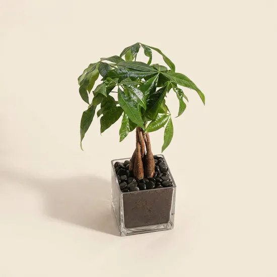Money Tree Pachira Aquatica Plant