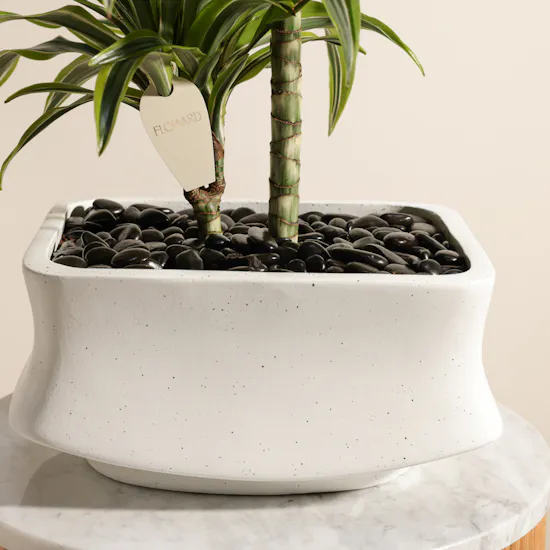 Classic Dracaena Lemon Lime Plant