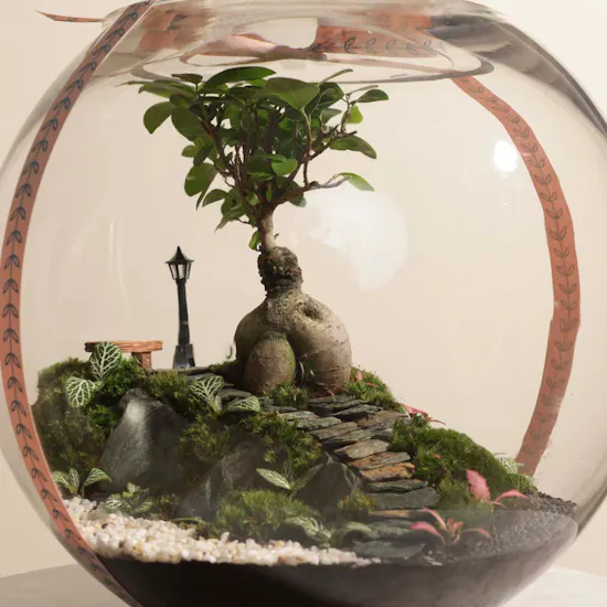 Vibrant Ficus Bonsai Garden | Closed Terrarium