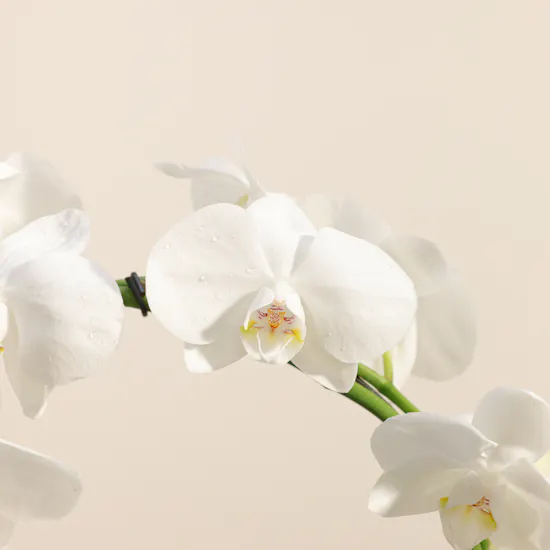 Artistic White Infinity Circle Phalaenopsis Plant