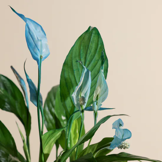 Serene Blue Spathiphyllum Plant