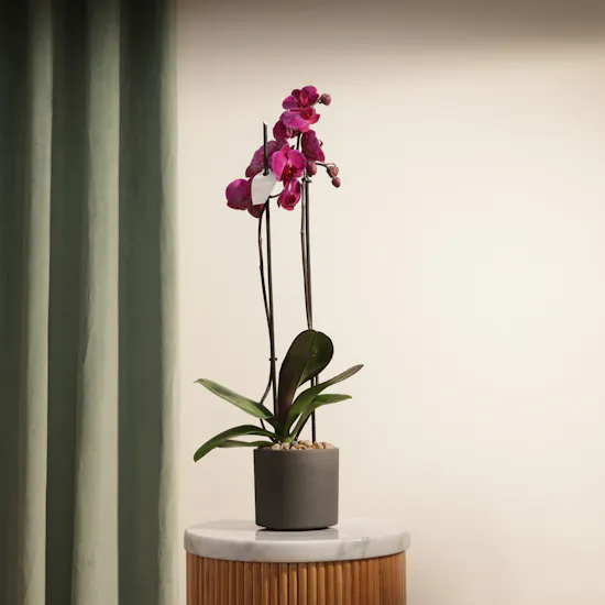 Fancy Purple Phalaenopsis Plant
