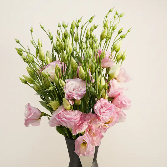 Breeze Pink Eustoma Vase