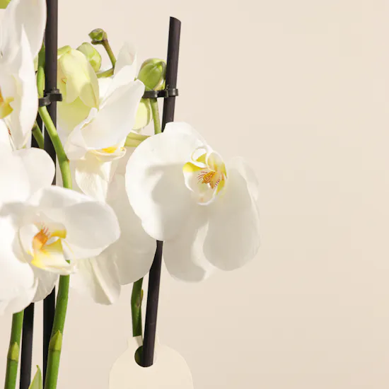 Glowing White Phalaenopsis Plant