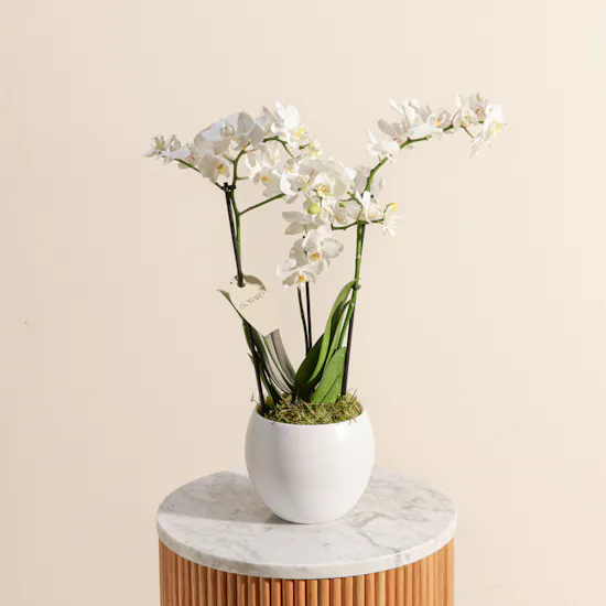 Magical White Phalaenopsis Plant