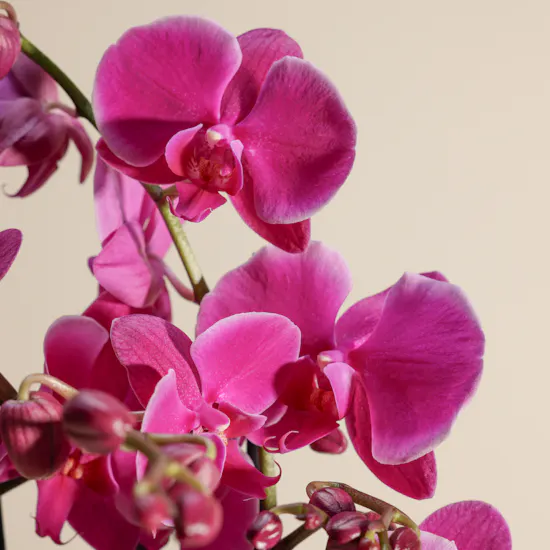 Pure Purple Orchid Plant Vase