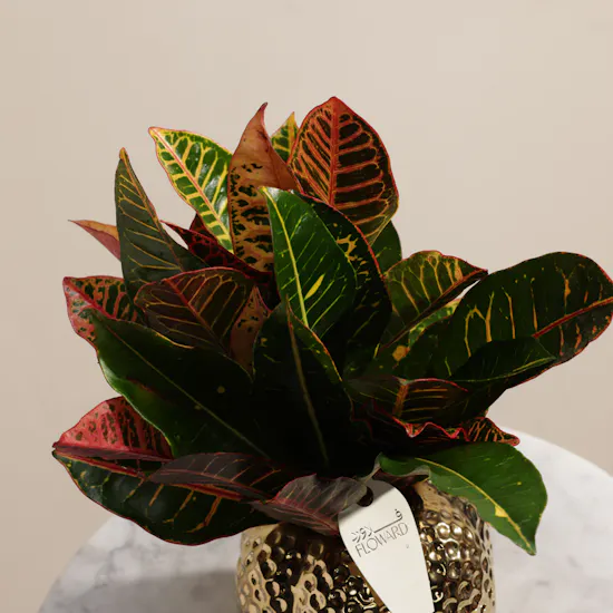 Vibrant Codiaeum Petra Plant