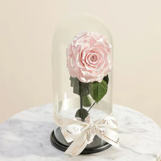 Preserved Pink Rose Aurora