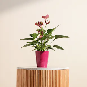  Anthurium Purple
