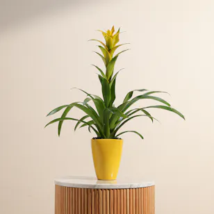 Guzmania Hilda