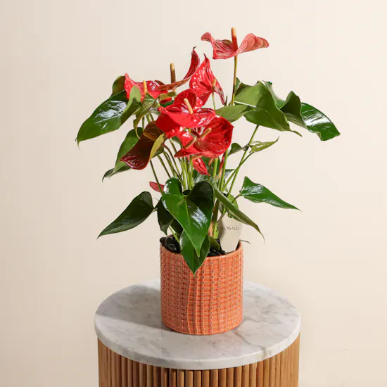 Fancy Red Anthurium Summer Love Plant