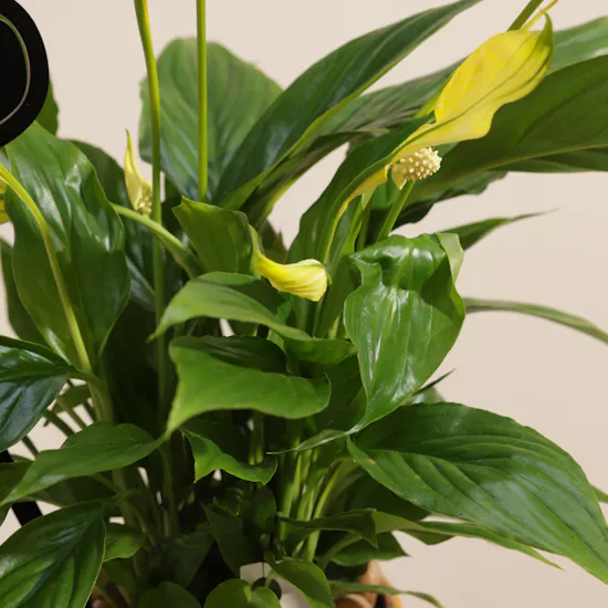 Yellow Spathiphyllum Happy New Year Plant