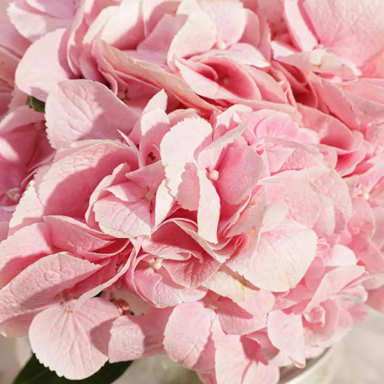 Cozy Pink Hydrangea Vase