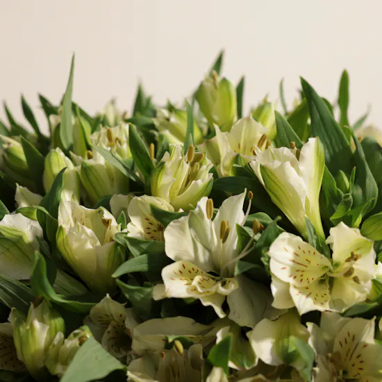 Pure Alstroemeria Vase